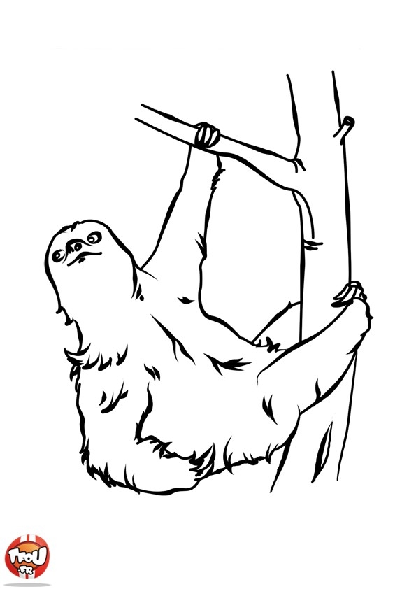 Kolorowanka Leniwiec do Druku - Kreatywna Zabawa dla Dzieci kolorowanka do druku